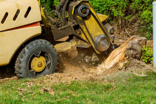 How Our Tree Care Process Works  in  Lake Elsinore, CA