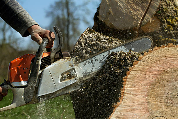 Tree and Shrub Care in Lake Elsinore, CA