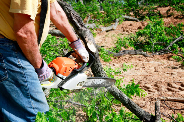 Trusted Lake Elsinore, CA Tree Removal Experts